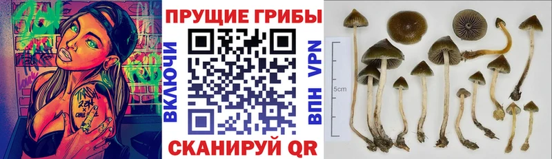 Галлюциногенные грибы Magic Shrooms  Колпашево 